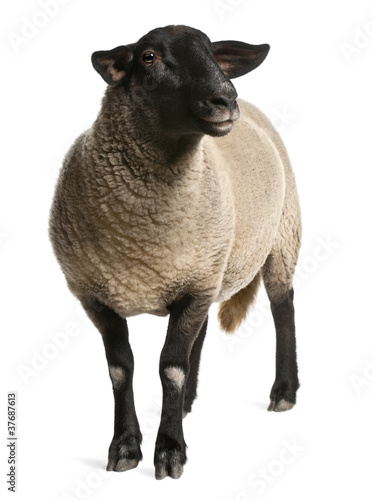 Photo: Female Suffolk sheep, Ovis aries, 2 years old, standing Female Suffolk sheep, Ovis aries, 2 years old, standing