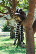 striped lemur
