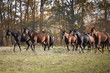 Herd of horses