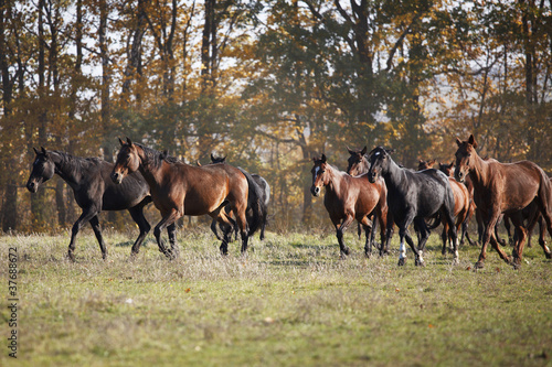 Photo: Herd of horses Herd of horses