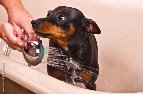 Photo: Pinscher Dog Sitting in Bathtub to be Washed . Pinscher Dog Sitting in Bathtub to be Washed .