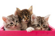 Three little Maine Coon kittens Three little Maine Coon kittens