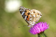 Painted Lady butterfly / Vanessa cardui