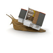 House of a snail