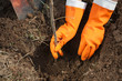 Closeup of planting  sprouts