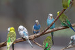 Parakeets