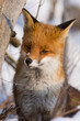 Red fox in the snow