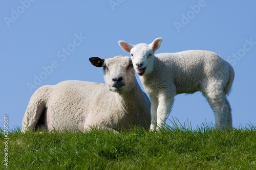 Foto: Sheep with lamb Sheep with lamb