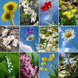 Foto: flowers collection flowers collection
