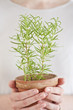 Photo: Rosemary plant Rosemary plant