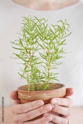 Photo: Rosemary plant Rosemary plant