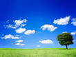 green grass field green grass field
