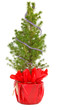 small christmas tree in decorative pot small christmas tree in decorative pot