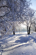 winter  landscape
