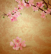 spring blossom cherry tree and pink flowers on brown old paper g