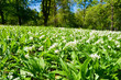 Wild garlic