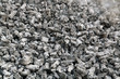 Coal