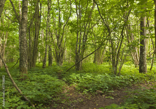 Photo: Woods with hazel Woods with hazel