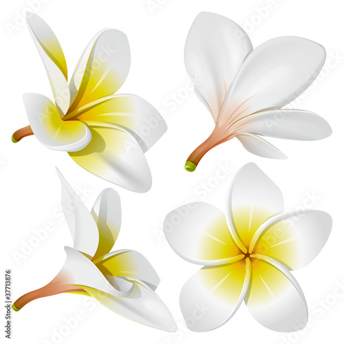 Vector: Hawaiian necklace flowers Hawaiian necklace flowers