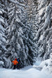 Bosco innevato