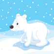 Polar bear cub