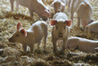 Porkers in the pigsty