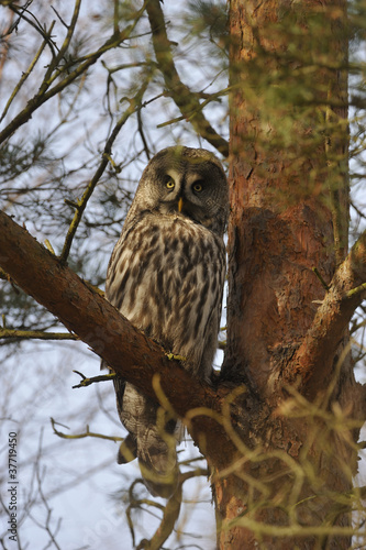 Photo: Great Grey Owl (Strix nebulosa) in a pine Great Grey Owl (Strix nebulosa) in a pine