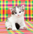 kitten