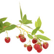 Branch of raspberries