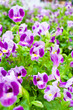torenia flowers