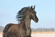 friesian horse
