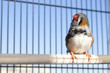 Zebra finch Zebra finch
