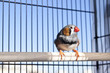 Zebra finch Zebra finch