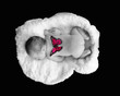 selective image of newborn sleeping with butterfly on back