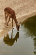 Gazelle en train de boire