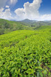 Tea plantation farm