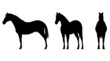 Horse Silhouette