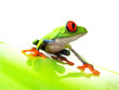 Rotaugenlaubfrosch 111 Agalychnis callidryas