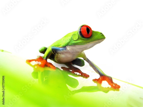 Foto: Rotaugenlaubfrosch 111 Agalychnis callidryas Rotaugenlaubfrosch 111 Agalychnis callidryas