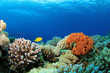 Colorful Corals on a Red Sea reef