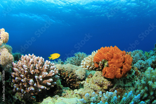 Photo: Colorful Corals on a Red Sea reef Colorful Corals on a Red Sea reef