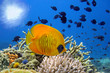 Underwater image of coral reef and Masked Butterfly Fish Underwater image of coral reef and Masked Butterfly Fish