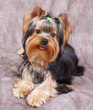 Puppy of the Yorkshire Terrier Puppy of the Yorkshire Terrier