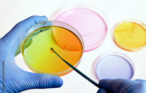 Photo: hand of a technician inoculating plates hand of a technician inoculating plates