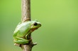 Frosch laubfrosch grün schön