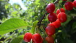 ripe cherries