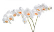 Orchideen 3