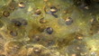 frog spawn is floating in a pond