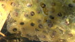 frog spawn is floating in a pond