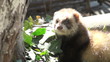 Video: ferrets playing and searcher ferrets playing and searcher
